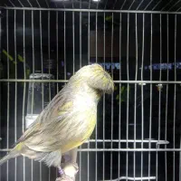 قناری گلاستر نر