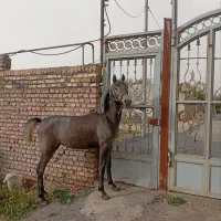 فروش اسب نقد و اقساط