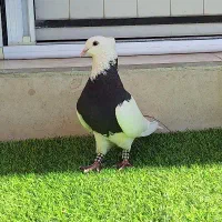 یک جفت طوقی