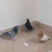 پرنده|پرنده|بروجرد, |دیوار