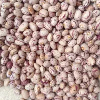 لوبیا چیتی و قرمز بذری