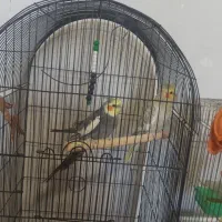 سه تا عروس هلندی