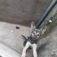 سگ ماده دلبر|سگ|رشت, ترمینال|دیوار