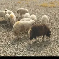 بره دوبری سفید