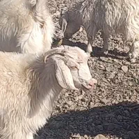 کهره|حیوانات مزرعه|بافت, |دیوار