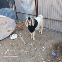 بز ماده