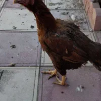 مرغ و خروس لاری