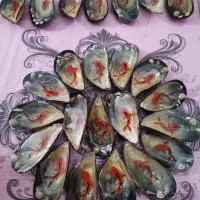 ماهی همراه با صدف