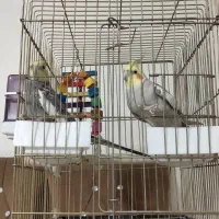 عروس هلندی نر