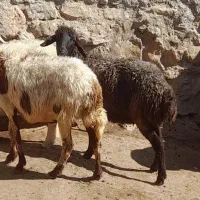 فروش میش|حیوانات مزرعه|پاپی, |دیوار