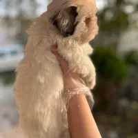 شیتزهای اصیل|سگ|رشت, گلسار|دیوار