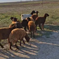 توقلی ماده زیرقوچی قره قزل قزل افشار گوسفند بره