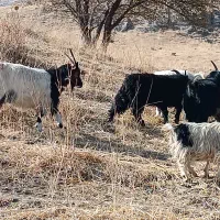 بزهای خانگی کاملا جوان و سالم|حیوانات مزرعه|سیلوانه, |دیوار