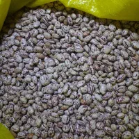 لوبیا چیتی(گو چیتی)