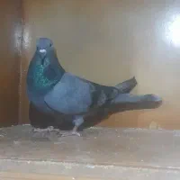 کفترکاشون ساعت بالا