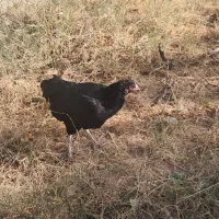 مرغ