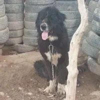 سگ قدرجونی اصیل