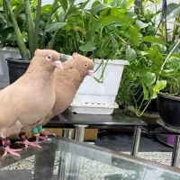کبوتر رنگی زرد پرتقالی قزوینی کرمانی