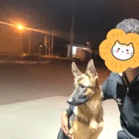 سگ ژرمن|سگ|بندرعباس, |دیوار