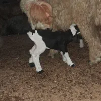بره شیر|حیوانات مزرعه|خرامه, |دیوار