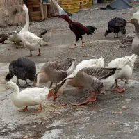 فروش غاز و بوقلمون و مرغ و خروس و اردک|حیوانات مزرعه|نقده, |دیوار