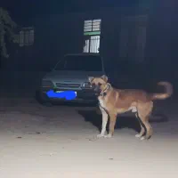 واگزاری سگ نگهبان