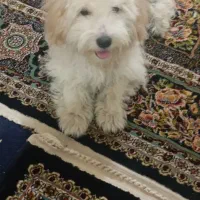 حیوان|سگ|نظرآباد, شهرک سید جمال الدین|دیوار