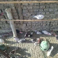 کفتر تهرانی|پرنده|قرچک, مهدیه|دیوار