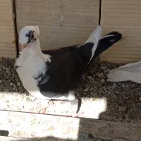 سلام ماده بلژیکی جوان