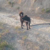 سگ قدریجونی اصل