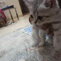 بچه گربه اسکاتیش|گربه|ری, دیلمان|دیوار