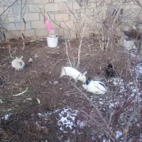 خرگوش|موش و خرگوش|اشترینان, |دیوار