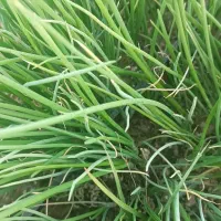 نهال پیاز مینروا