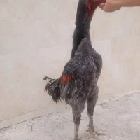 خروس لاری افغان|حیوانات مزرعه|نوده خاندوز, |دیوار
