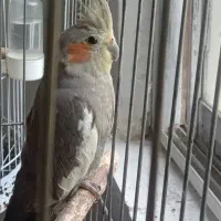 عروس هلندی بالغ ماده