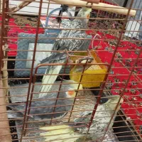 عروس هلندی خاص|پرنده|قم, سراجه (۱۵ خرداد)|دیوار