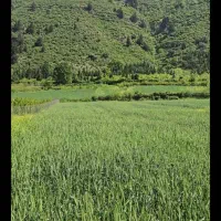 رامیان زمین باغی