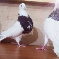 2تا طوقی شازده نر|پرنده|شیراز, فرودگاه شهید دستغیب شیراز|دیوار