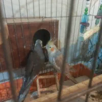 عروس هلندی مولد(همراه با ۷تا تخم)|پرنده|فردیس, سپید دشت|دیوار