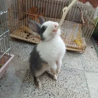 موش وخرگوش