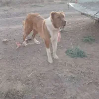 آگهی رو بخون گمشده|حیوانات|قائن, |دیوار