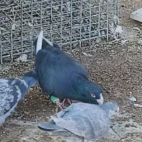 کبوتر قره|پرنده|زبرخان, |دیوار