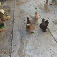 ۳ عدد مرغ سلطان|حیوانات مزرعه|شیراز, محراب|دیوار