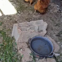 مرغ تخم گذار|حیوانات مزرعه|ایواوغلی, |دیوار