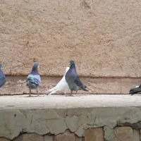 ۱۱ عدد کفتر  نر وماده همه جفت هستند