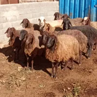 ۱۲میش اوست سنگین|حیوانات مزرعه|طرقبه, |دیوار