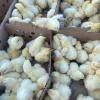 گوشتی نژاد راس ۳۰۸