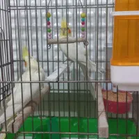 عروس هلندی مولد