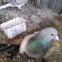 خرقه|پرنده|اصفهان, شهرک زاینده رود|دیوار