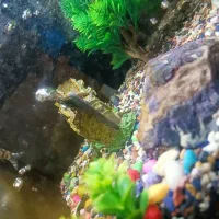 آکواریوم شیشه خم با تمام تجهیزات